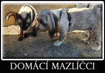 Domácí mazličči