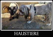 Haustiere